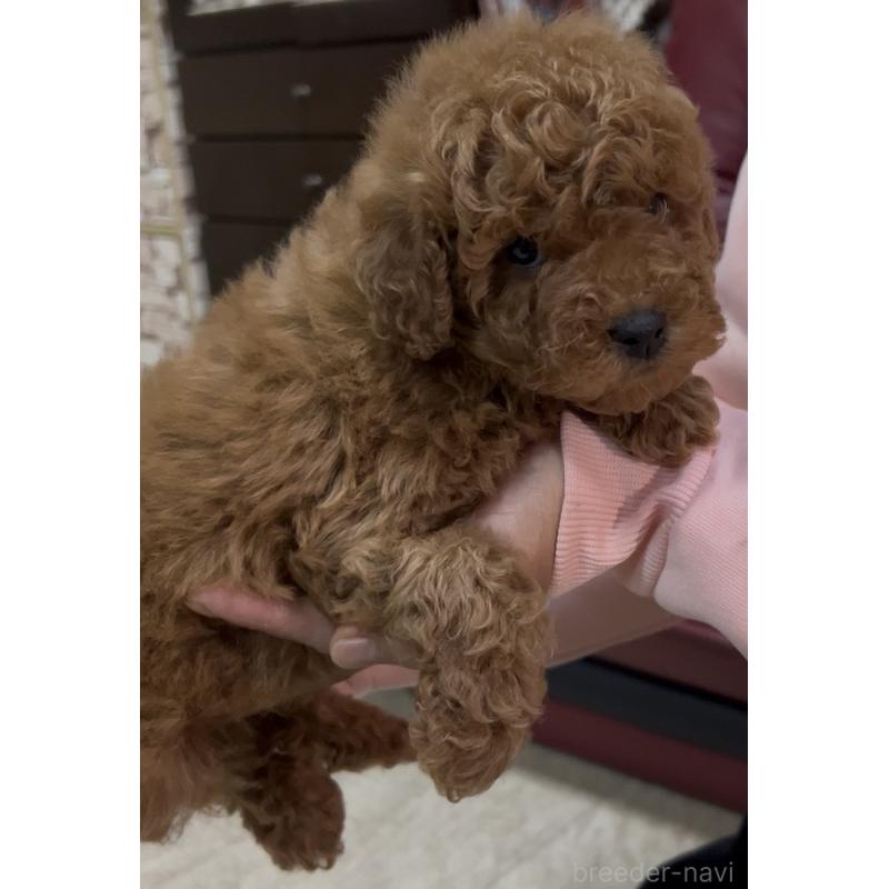 販売中の茨城県のトイプードル-444508の5枚目
