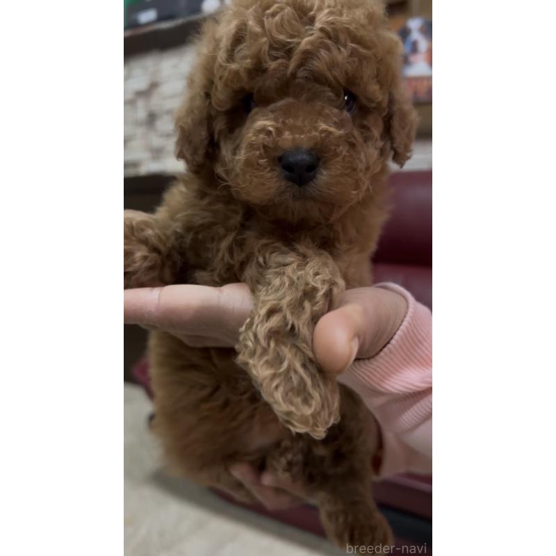 販売中の茨城県のトイプードル-444508の3枚目