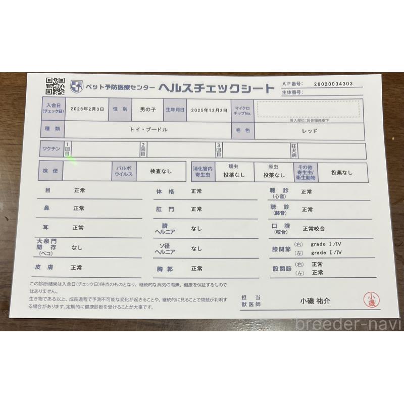 販売中の茨城県のトイプードル-444508の2枚目