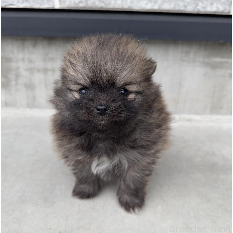 販売中の山梨県のポメラニアン-436993の9枚目