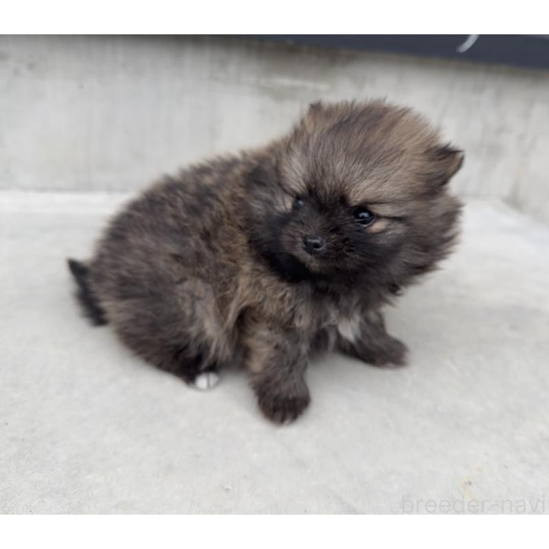販売中の山梨県のポメラニアン-436993の8枚目