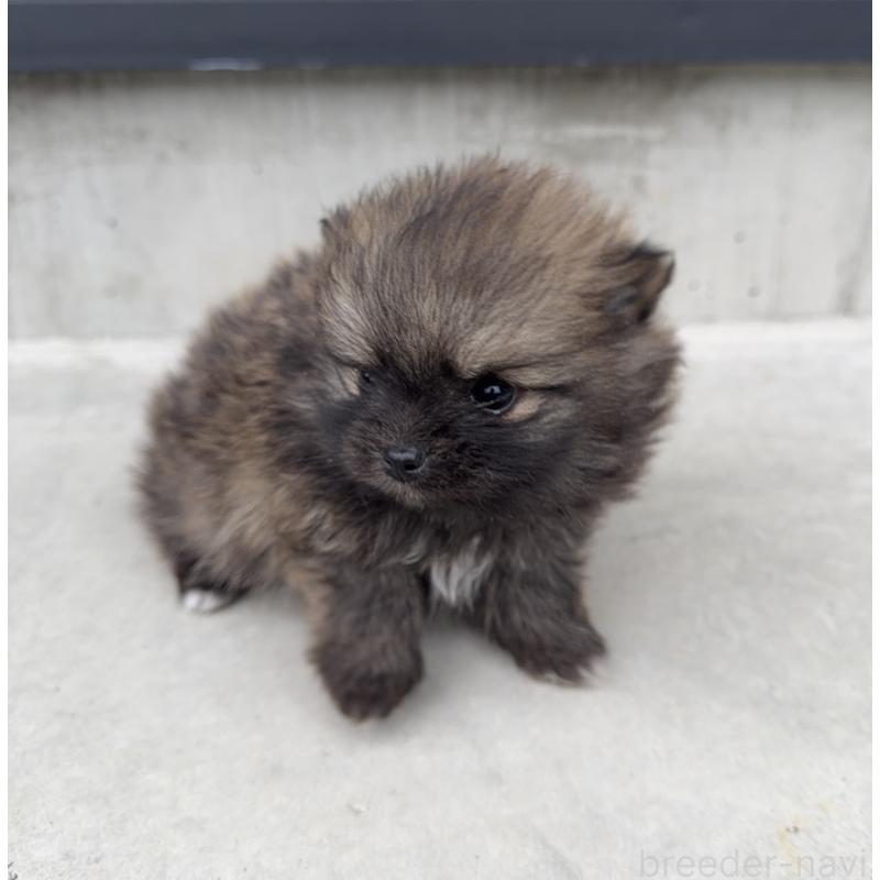 販売中の山梨県のポメラニアン-436993の7枚目