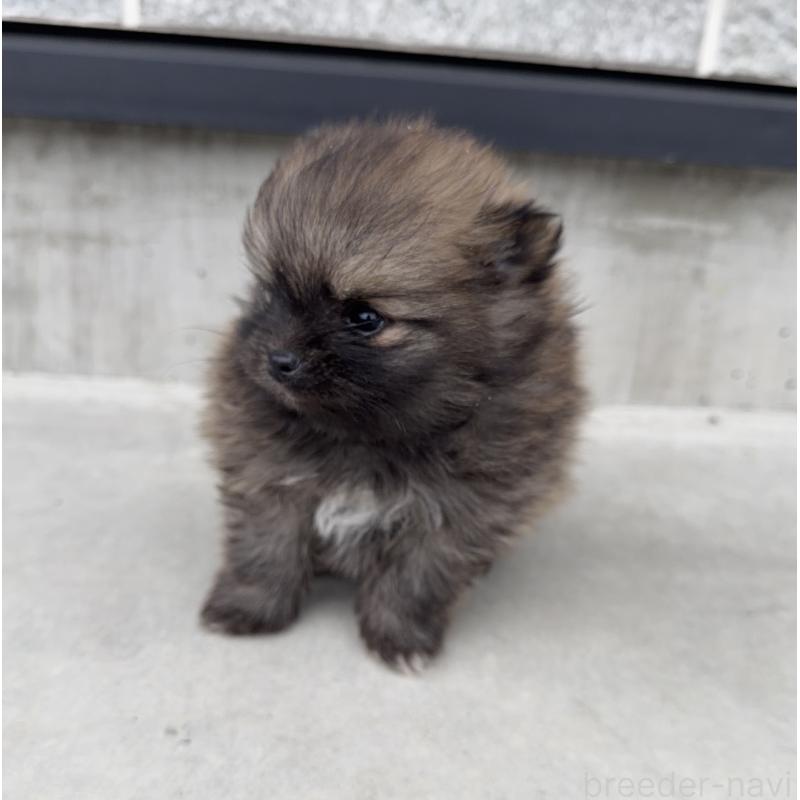 販売中の山梨県のポメラニアン-436993の6枚目