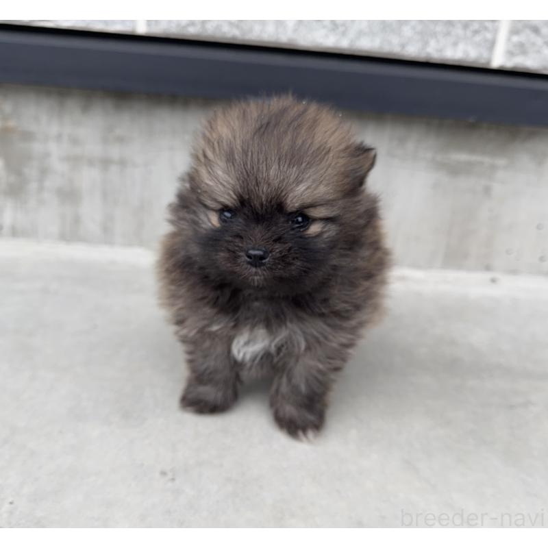 販売中の山梨県のポメラニアン-436993の5枚目