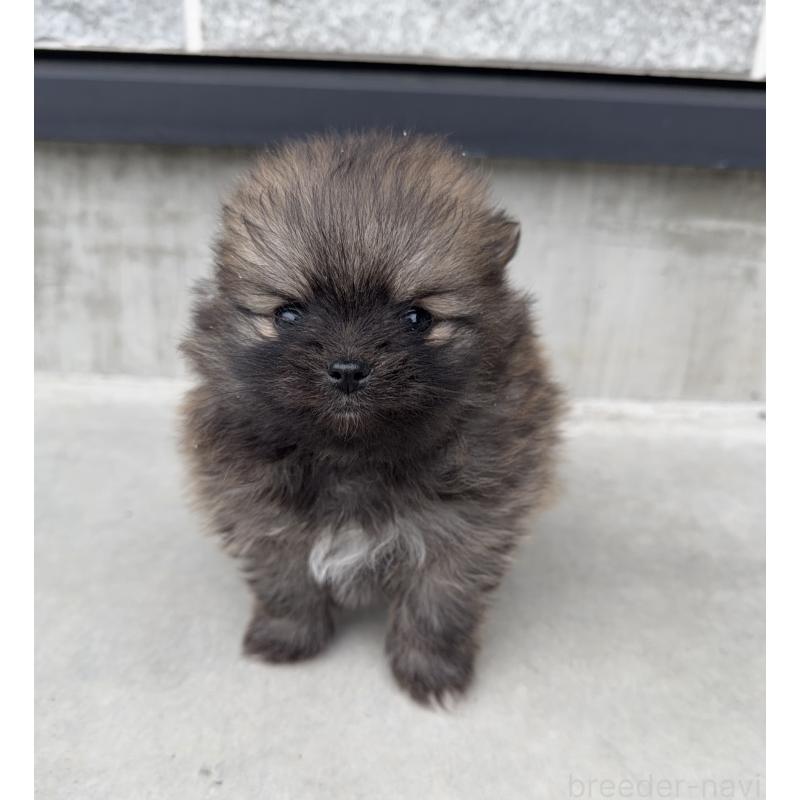 販売中の山梨県のポメラニアン-436993の4枚目