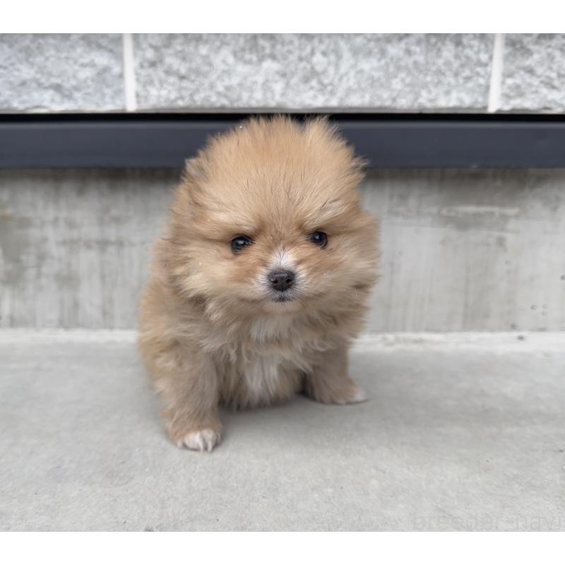 販売中の山梨県のポメラニアン-436994の6枚目