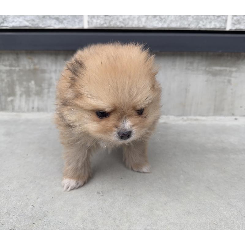 販売中の山梨県のポメラニアン-436994の4枚目
