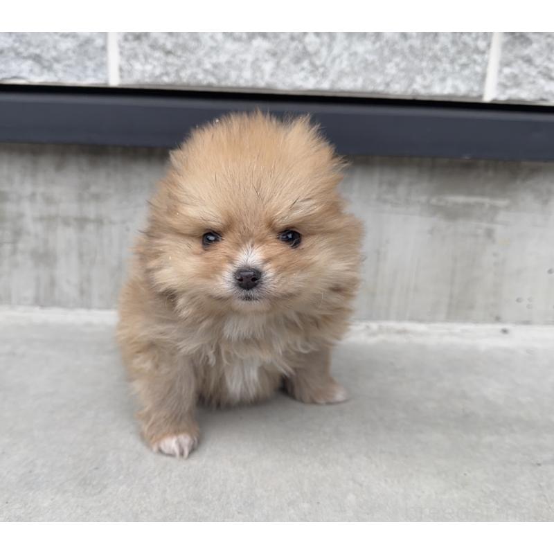 販売中の山梨県のポメラニアン-436994の3枚目