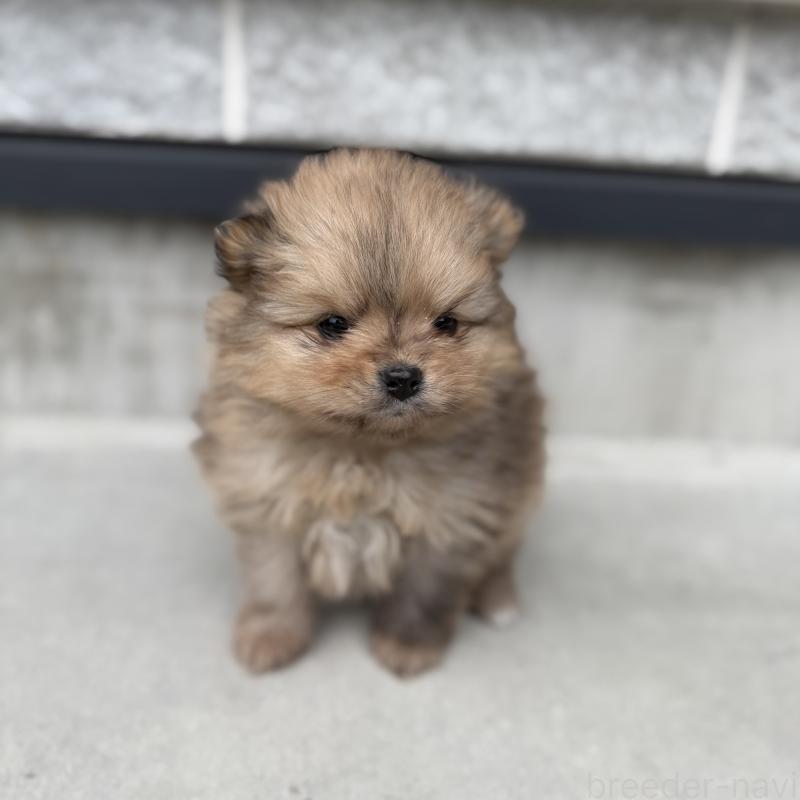 販売中の山梨県のポメラニアン-436995の7枚目