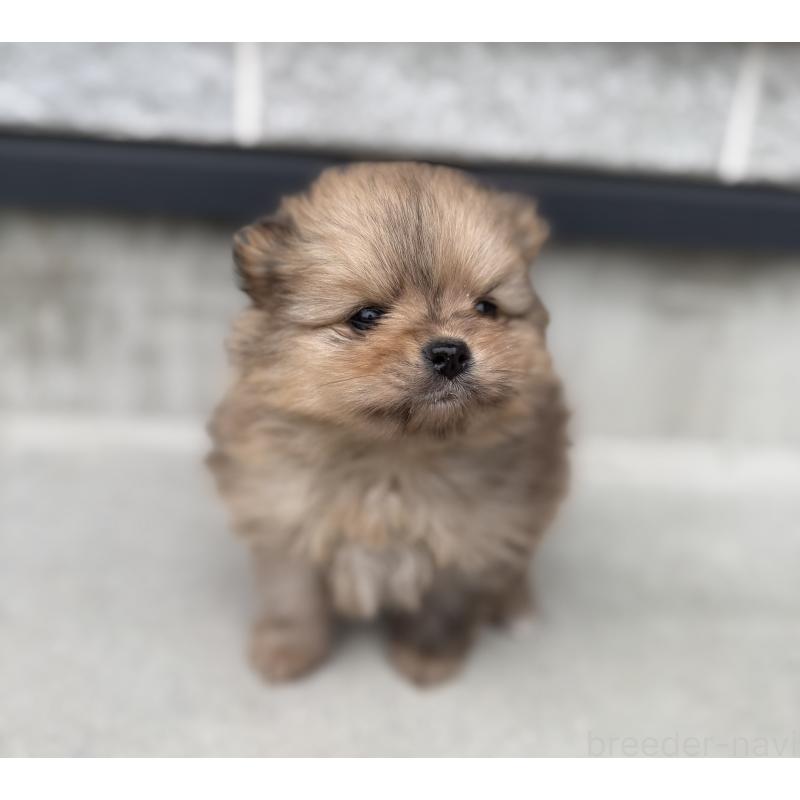 販売中の山梨県のポメラニアン-436995の6枚目