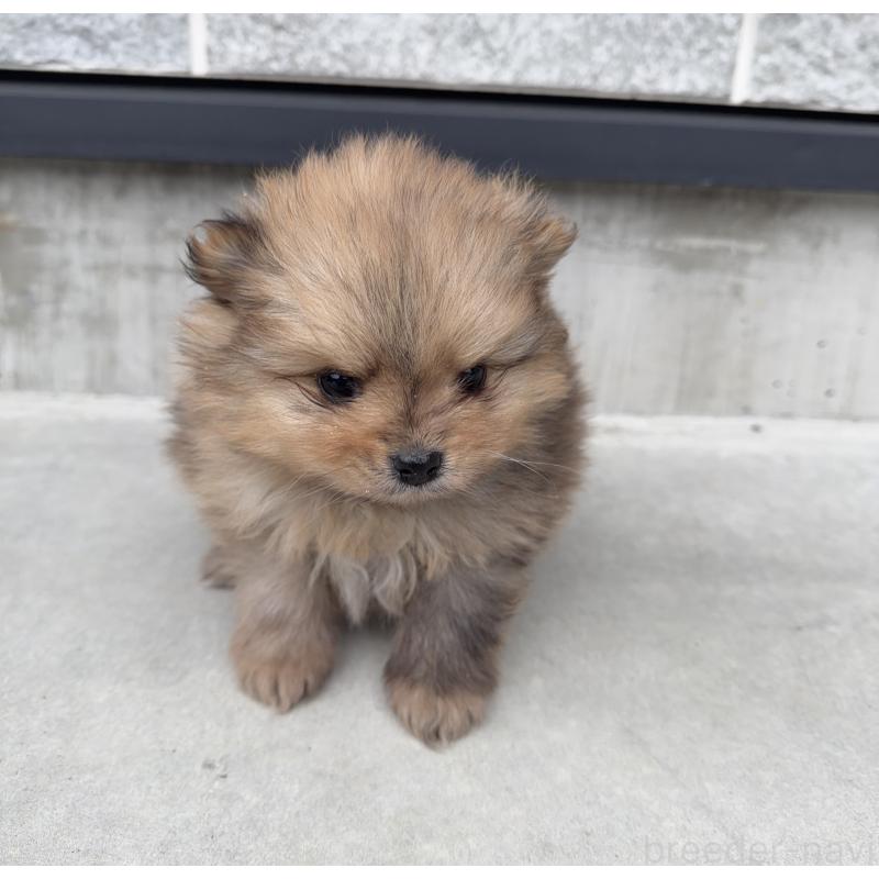 販売中の山梨県のポメラニアン-436995の5枚目