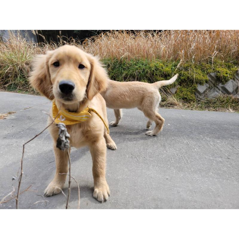 販売中の三重県のゴールデンレトリーバー-425858の5枚目