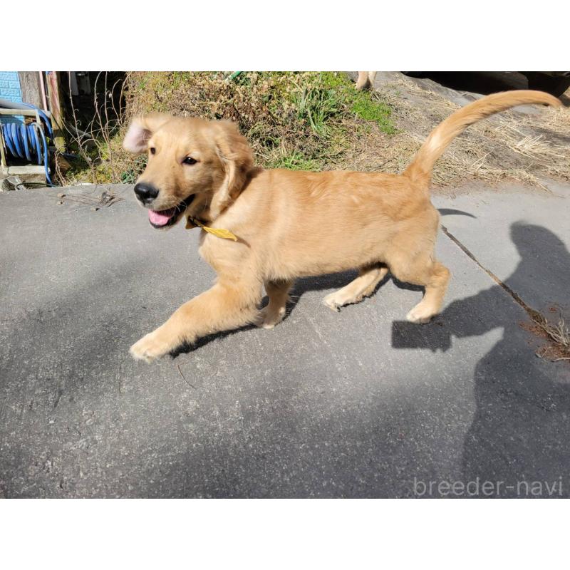 販売中の三重県のゴールデンレトリーバー-425858の4枚目