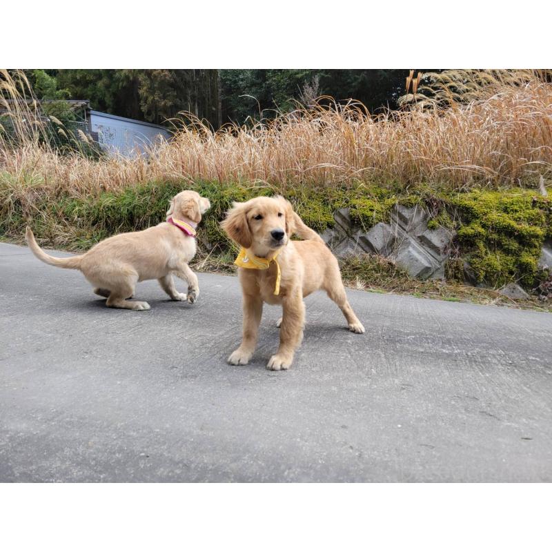 販売中の三重県のゴールデンレトリーバー-425858の3枚目