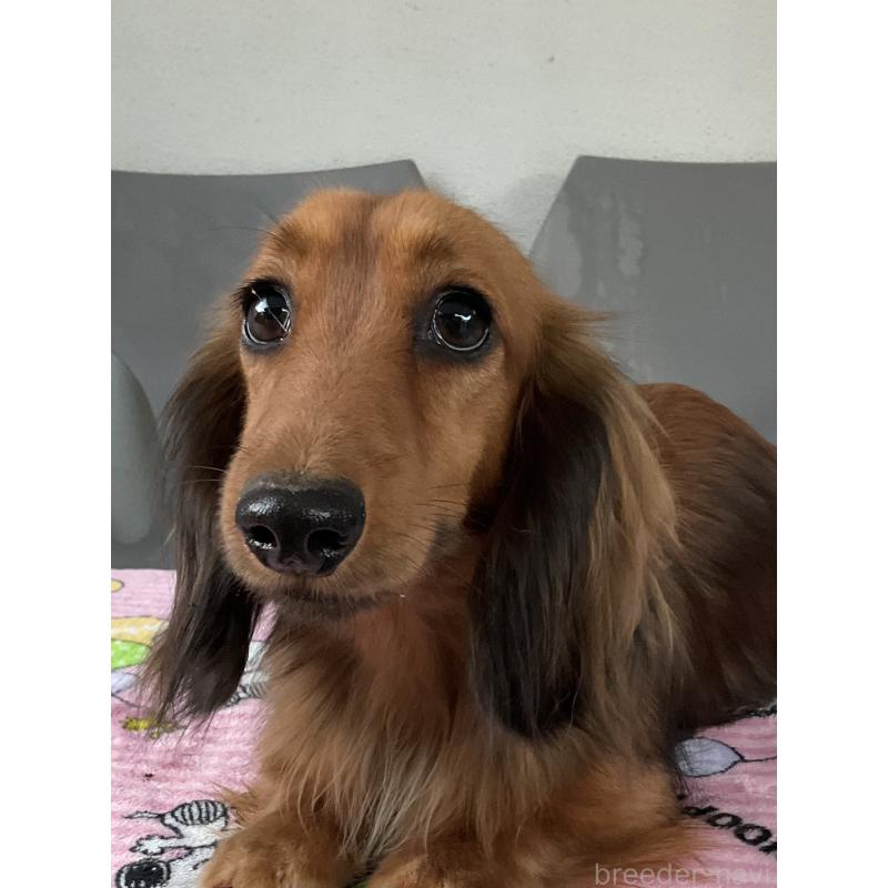 販売中の沖縄県のミニチュアダックスフンド(ロングヘアード)-435919の2枚目