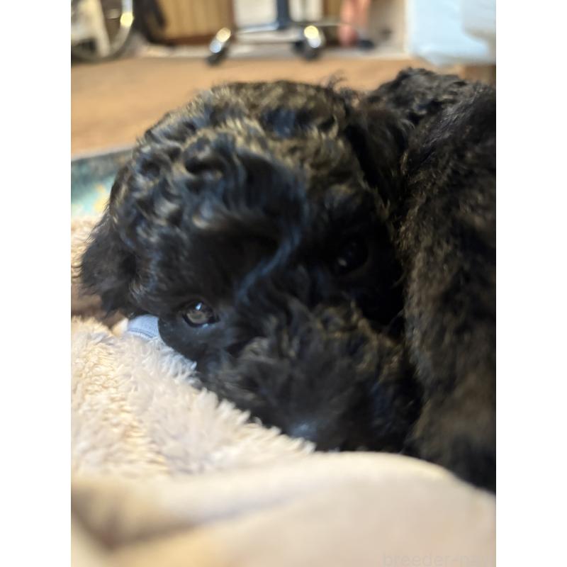 販売中の東京都のミディアムプードル-444519の3枚目