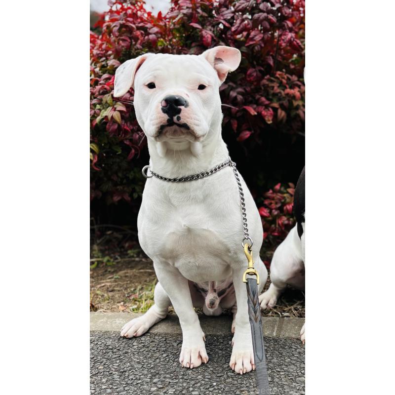 販売中の神奈川県のアメリカンピットブルテリア-392579