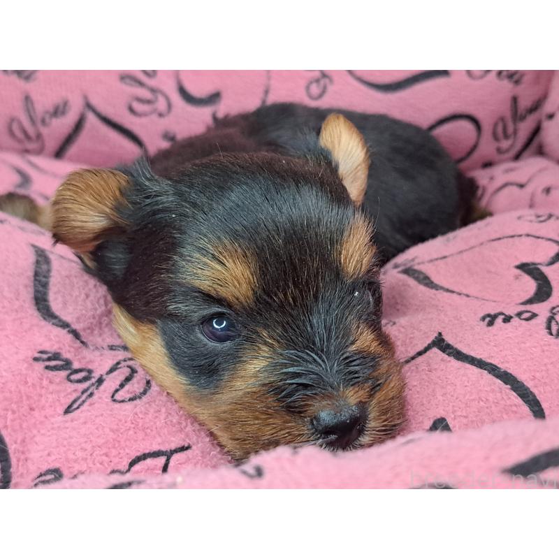 販売中の愛知県のヨークシャーテリア-443111