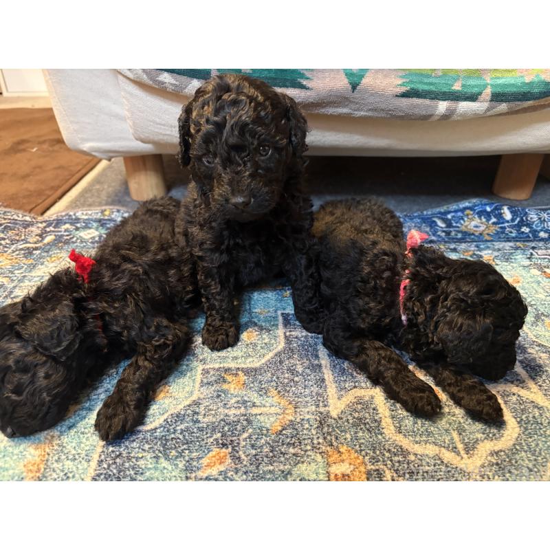 販売中の東京都のミディアムプードル-444519の2枚目