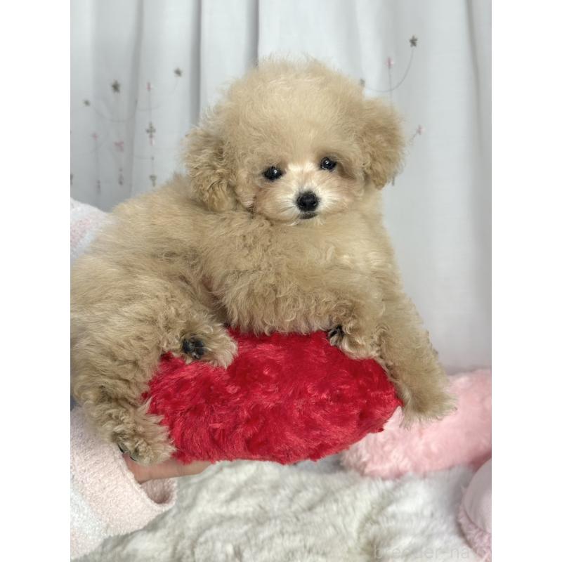 販売中の大阪府のティーカッププードル-444518の7枚目