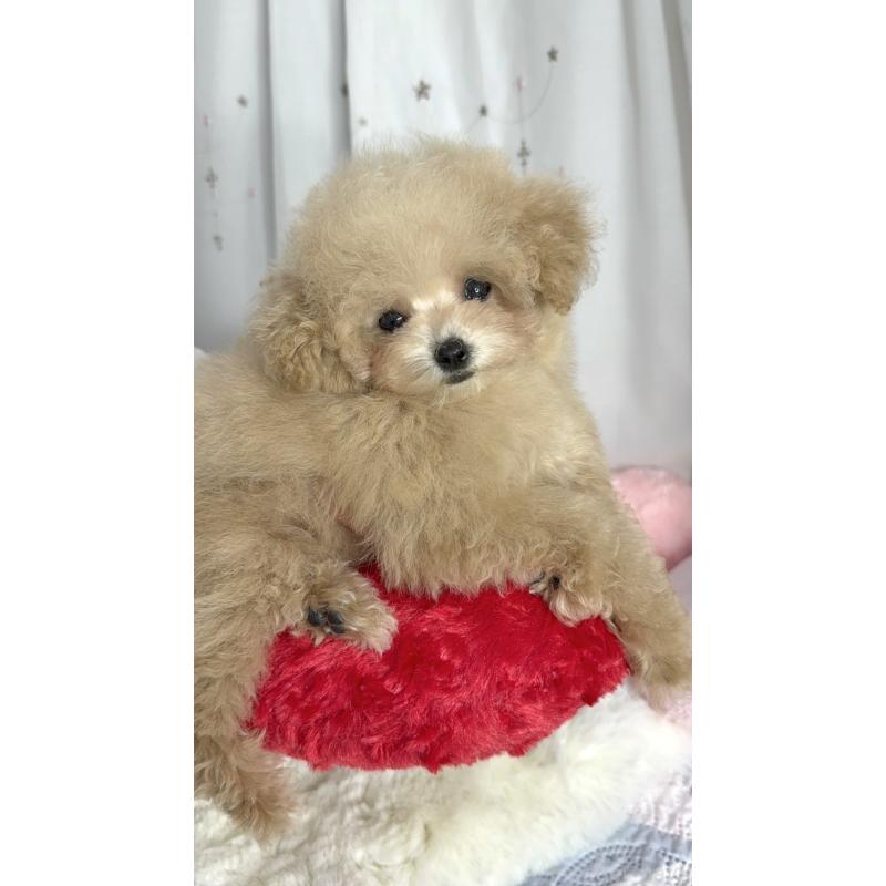 販売中の大阪府のティーカッププードル-444518の6枚目