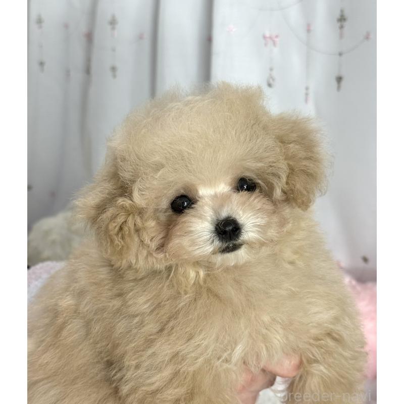 販売中の大阪府のティーカッププードル-444518の4枚目