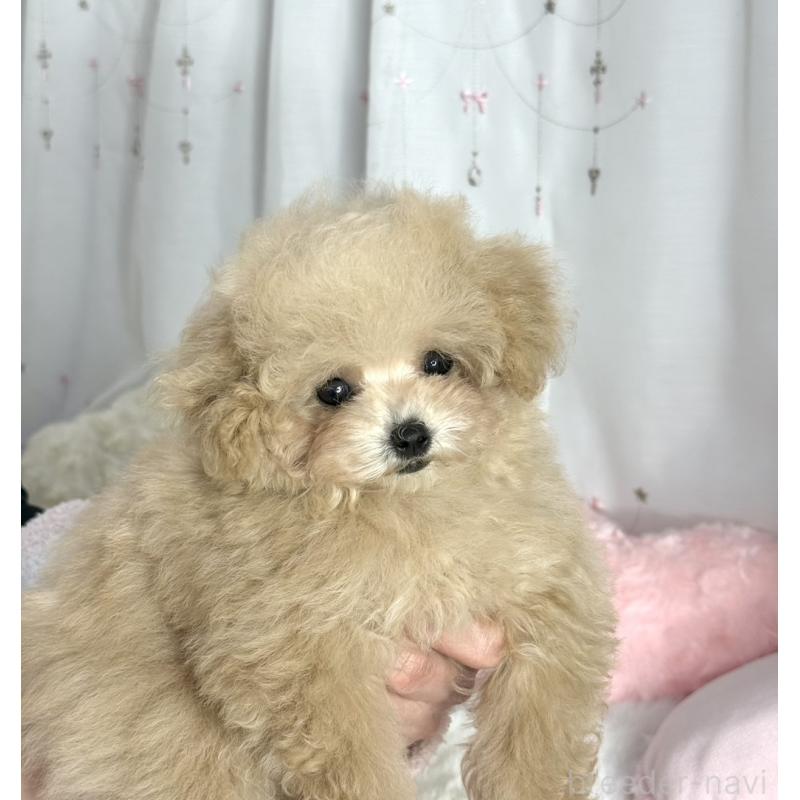 販売中の大阪府のティーカッププードル-444518の3枚目