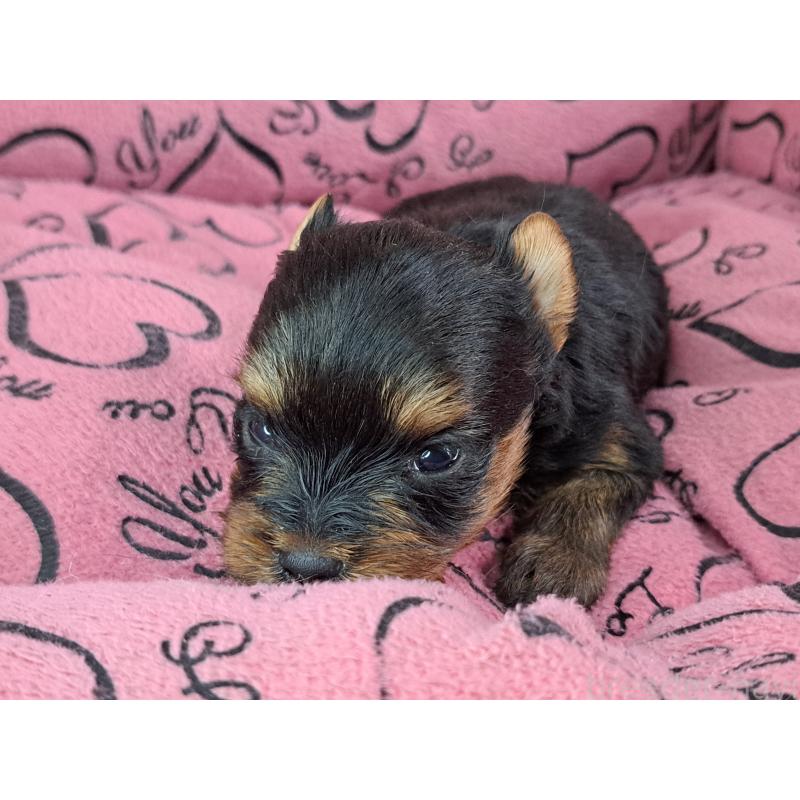 販売中の愛知県のヨークシャーテリア-443110