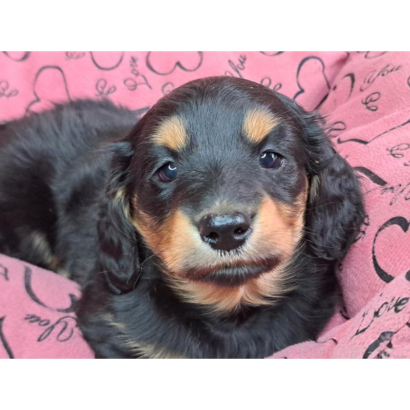 商談中の愛知県のミニチュアダックスフンド(ロングヘアード)-440447の23枚目