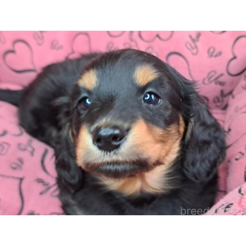 商談中の愛知県のミニチュアダックスフンド(ロングヘアード)-440447の22枚目