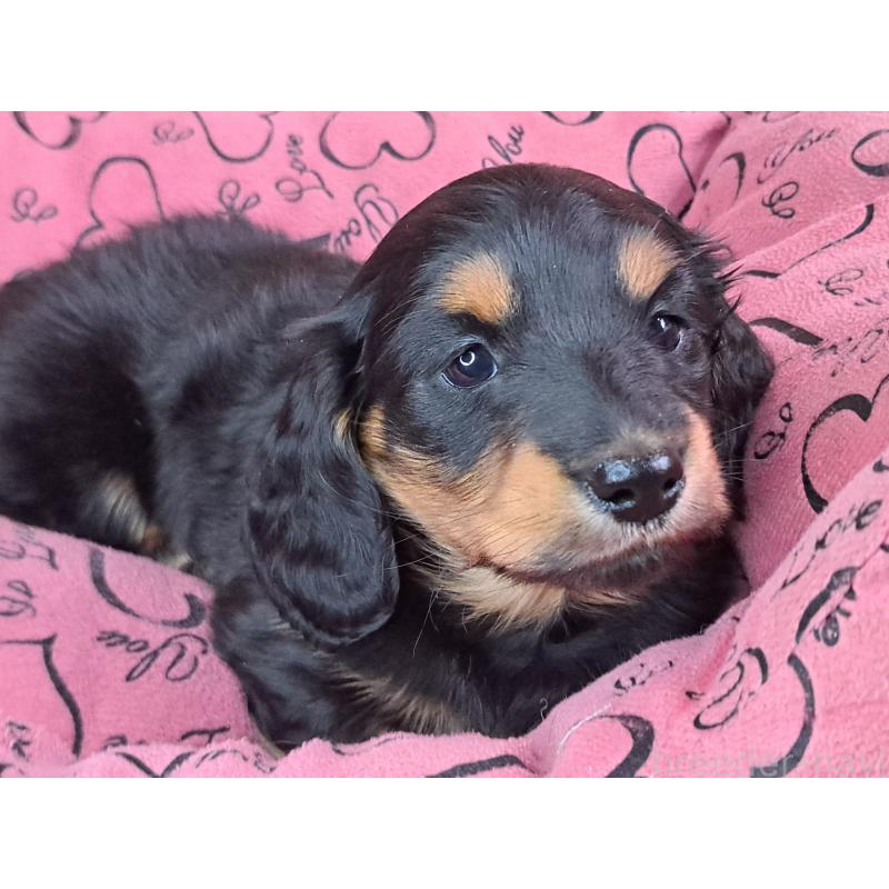 販売中の愛知県のミニチュアダックスフンド(ロングヘアード)-440447