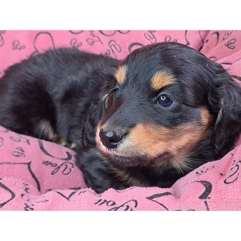 商談中の愛知県のミニチュアダックスフンド(ロングヘアード)-440447の20枚目