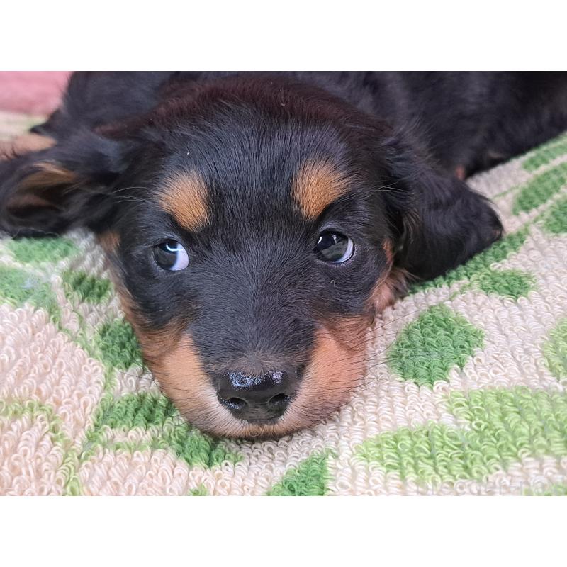 商談中の愛知県のミニチュアダックスフンド(ロングヘアード)-440447の19枚目