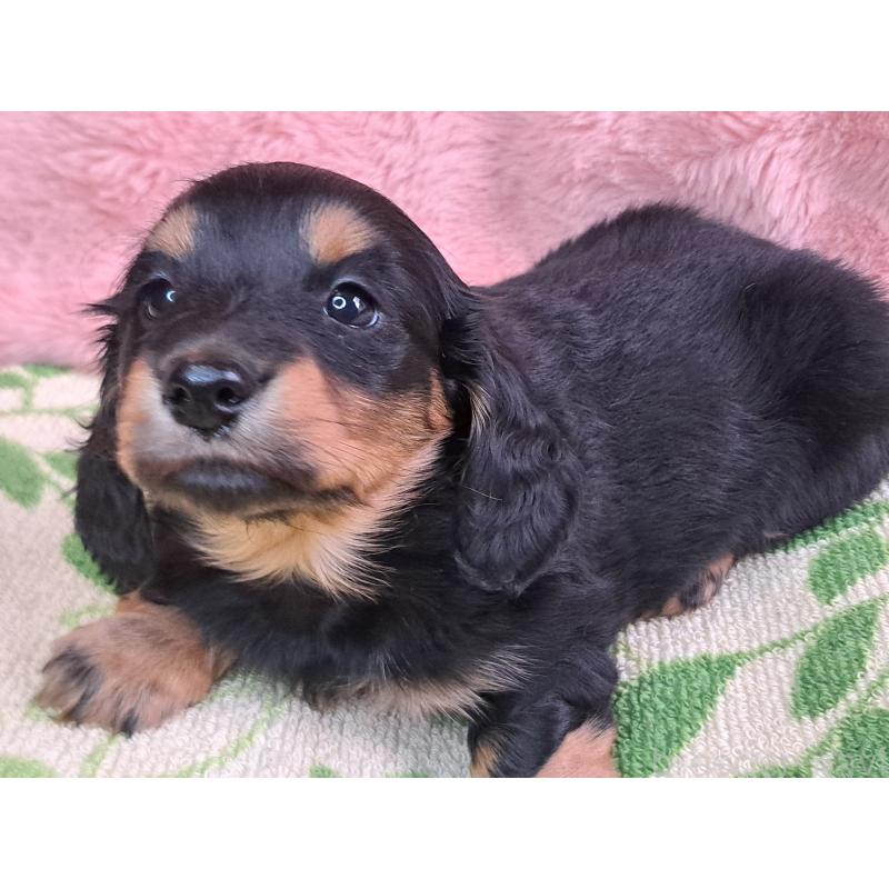 商談中の愛知県のミニチュアダックスフンド(ロングヘアード)-440447の18枚目