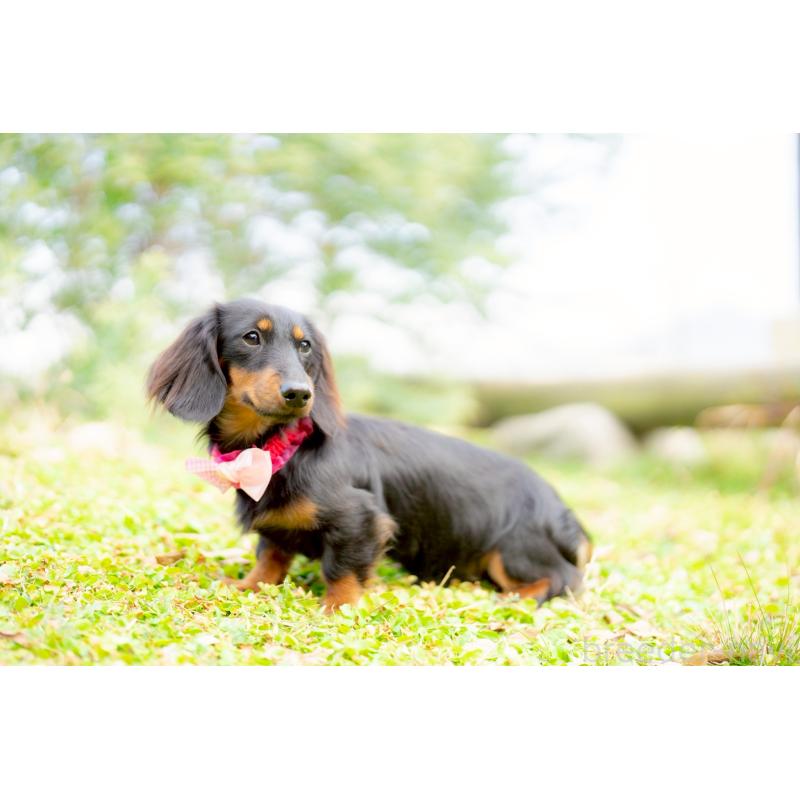 販売中の香川県のカニンヘンダックスフンド(ロングヘアード)-444520の3枚目