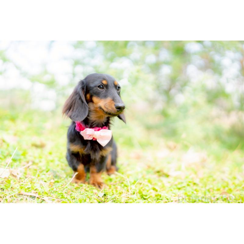 販売中の香川県のカニンヘンダックスフンド(ロングヘアード)-444520の2枚目