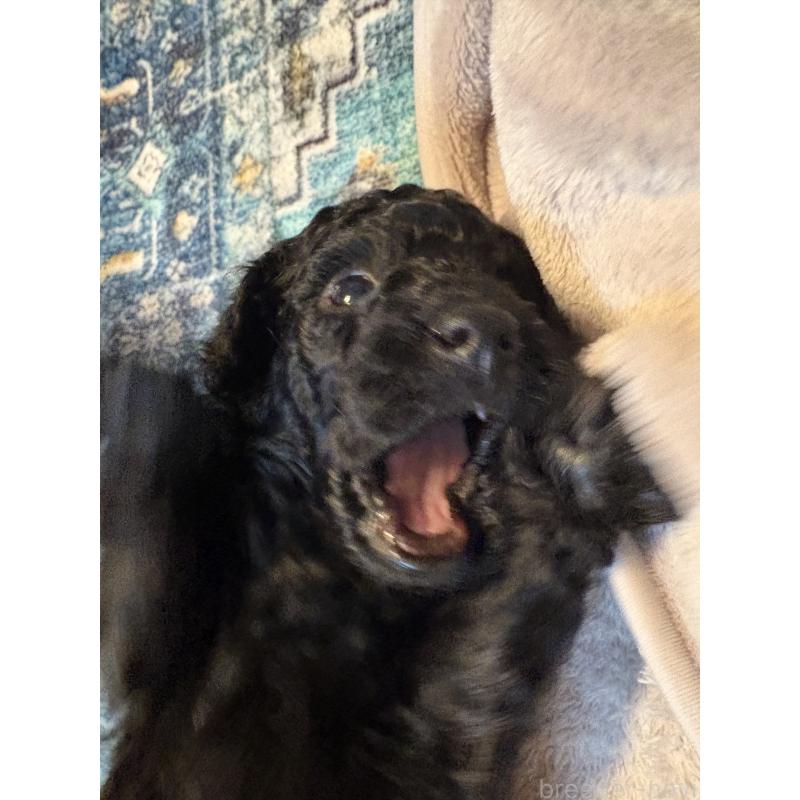 販売中の東京都のミディアムプードル-444521の3枚目