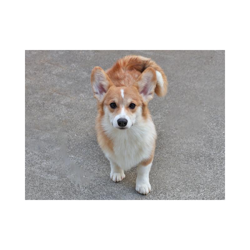 販売中の兵庫県のウェルシュコーギーペンブローク-404537