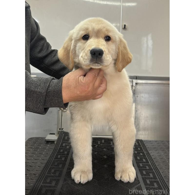 販売中の三重県のゴールデンレトリーバー-444522の1枚目