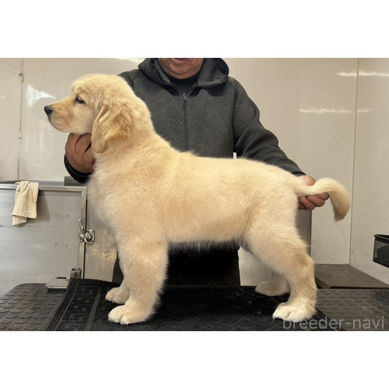 販売中の三重県のゴールデンレトリーバー-444522の3枚目