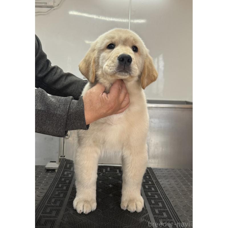 販売中の三重県のゴールデンレトリーバー-444522の2枚目