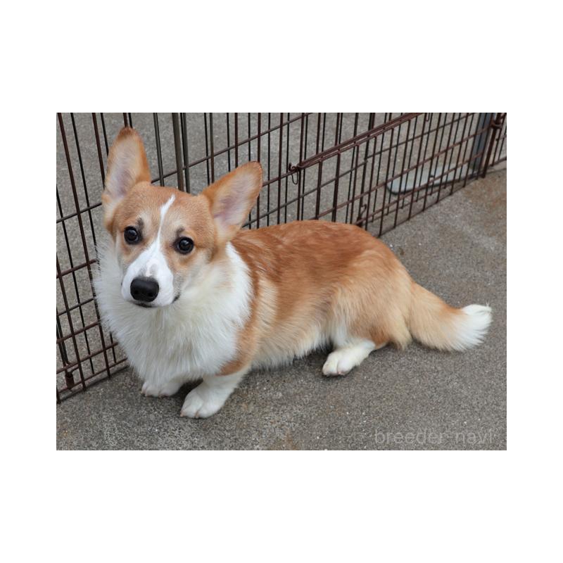 販売中の兵庫県のウェルシュコーギーペンブローク-404534