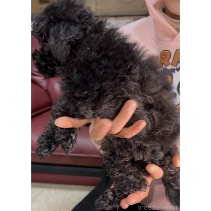 販売中の茨城県のトイプードル-444524の7枚目