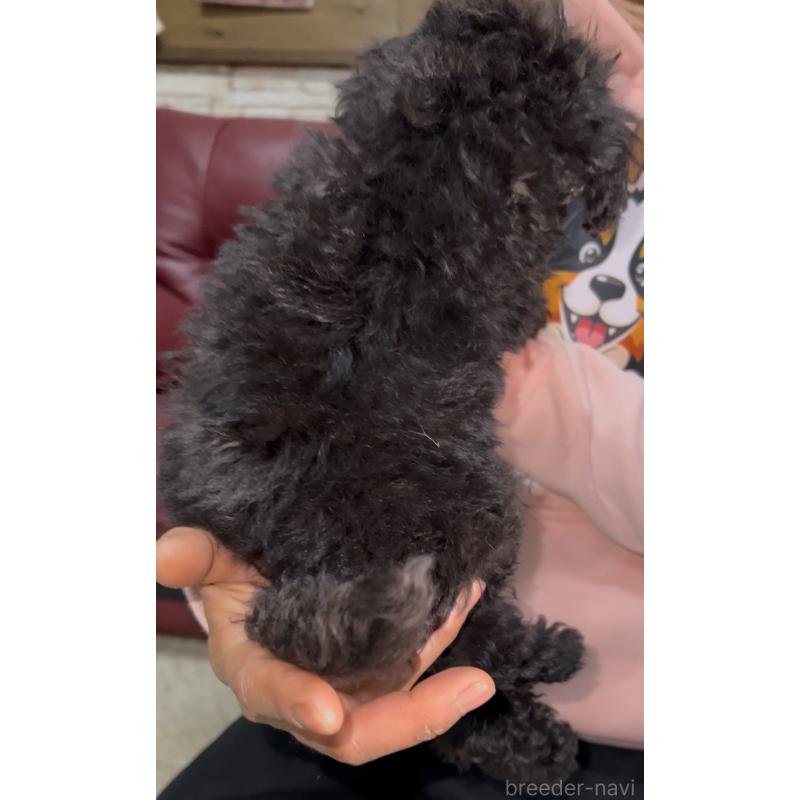 販売中の茨城県のトイプードル-444524の6枚目