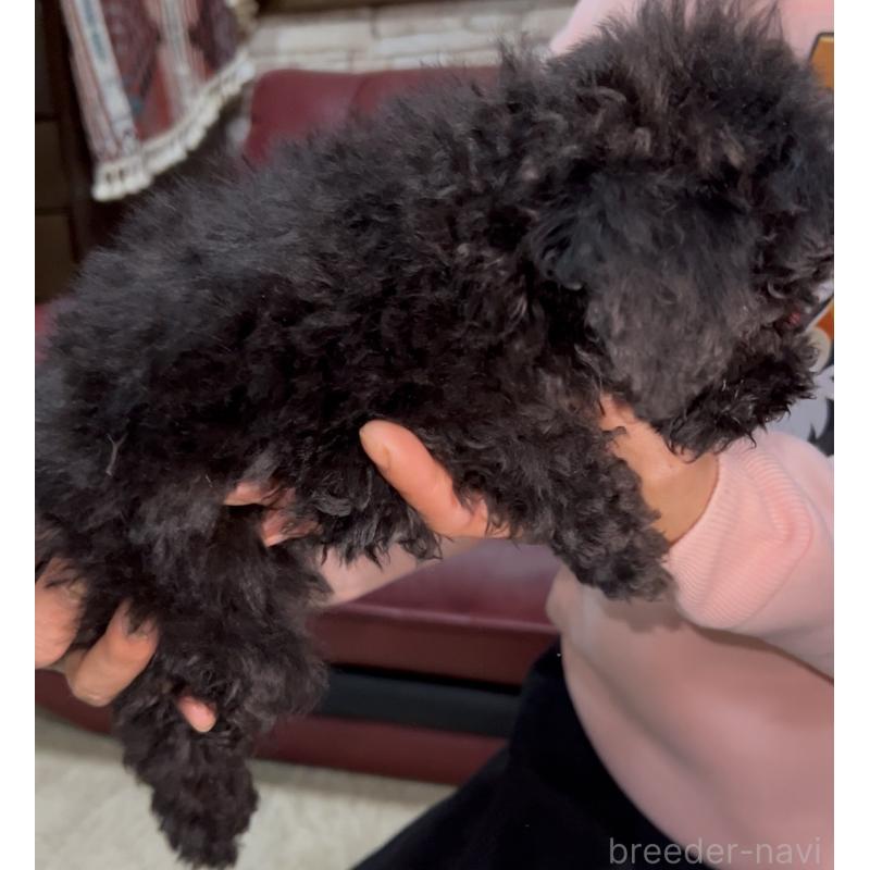 販売中の茨城県のトイプードル-444524の5枚目