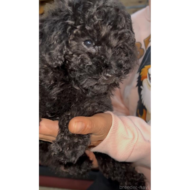 販売中の茨城県のトイプードル-444524の4枚目