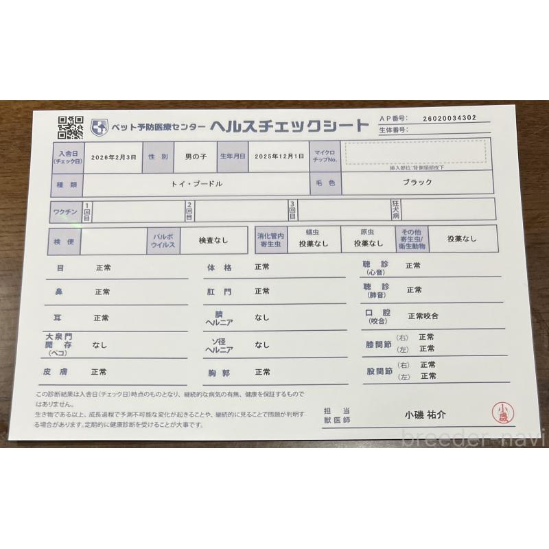 販売中の茨城県のトイプードル-444524の2枚目