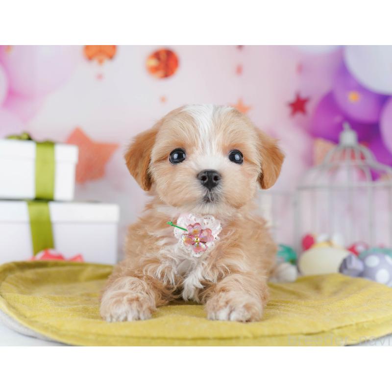 販売中の神奈川県のマルプー:マルチーズ×トイプードル-444523の15枚目