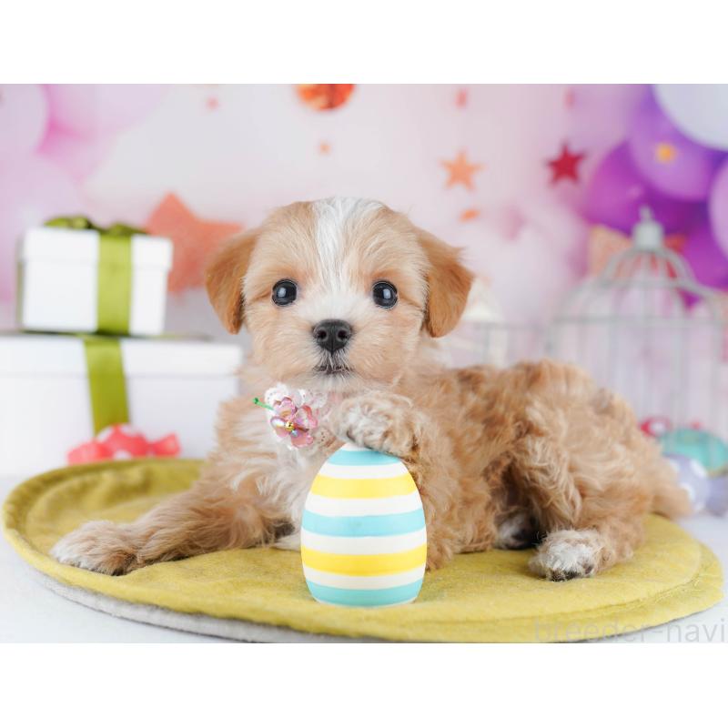 販売中の神奈川県のマルプー:マルチーズ×トイプードル-444523の13枚目