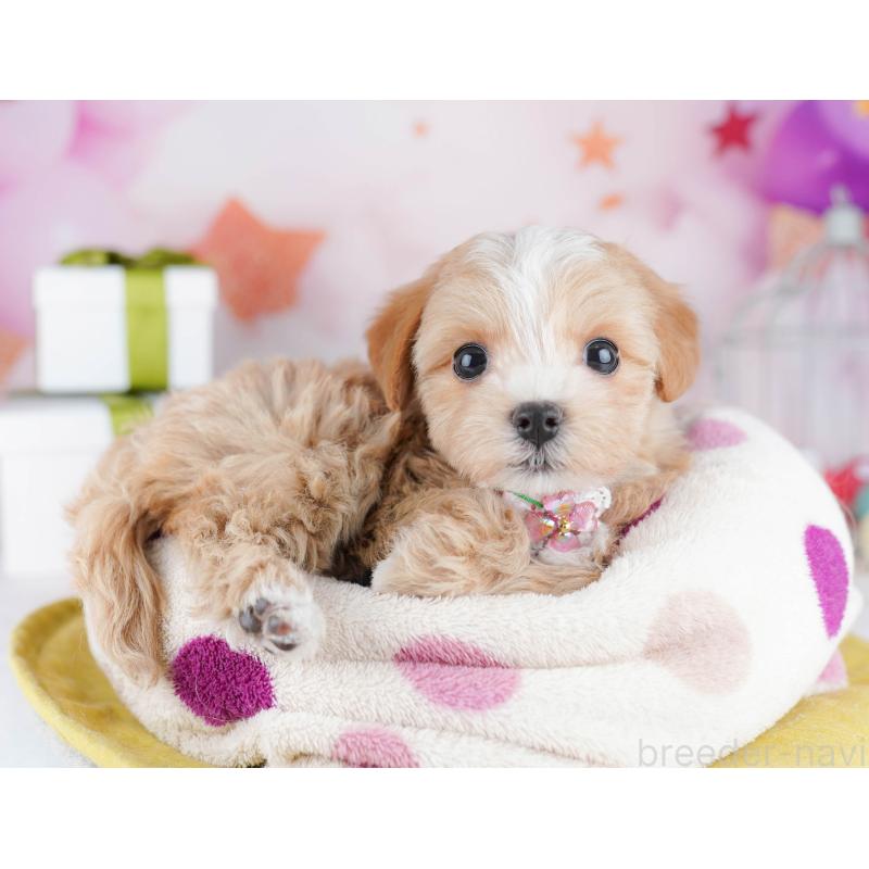 販売中の神奈川県のマルプー:マルチーズ×トイプードル-444523の12枚目